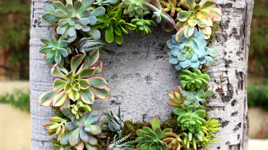 succulent wreath