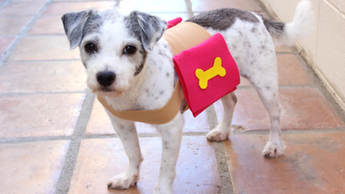 doggy backpack